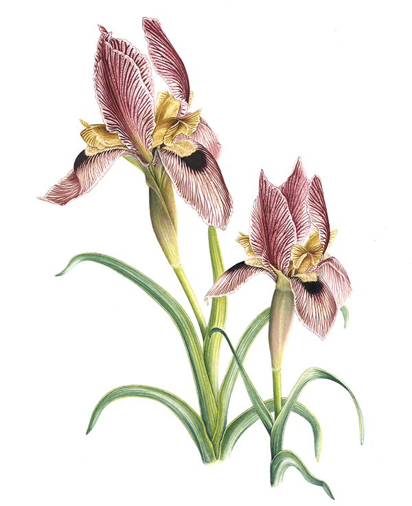 Iris sprengerii
